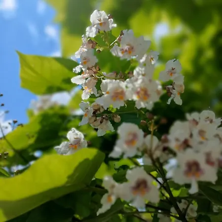 Izabella ויסלאו